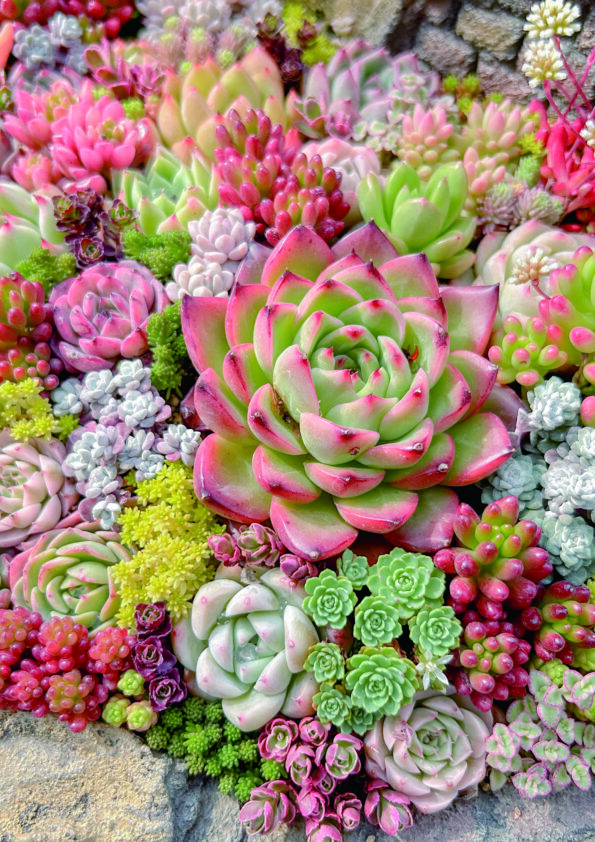 リエール多肉フェスティバル